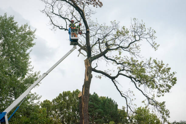 Best Tree Cabling and Bracing  in Pittsfield, MA