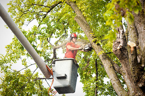 Best Arborist Consultation Services  in Pittsfield, MA